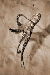 Sepia cast. by Glenn Poulain 